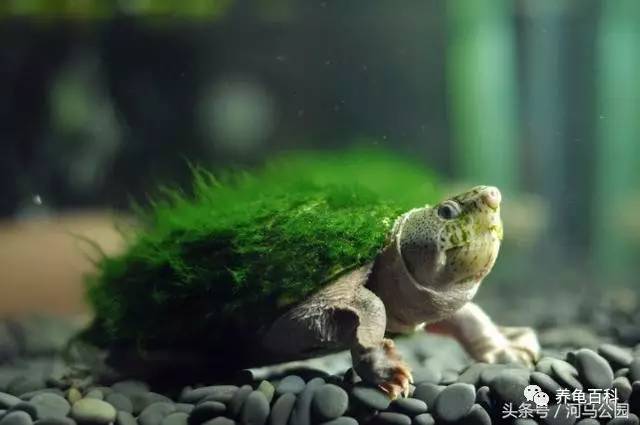 中国四大珍奇龟之一,毛绒绒的绿毛龟