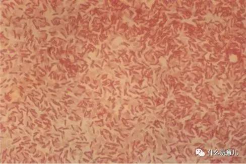 文章详情  地衣芽孢杆菌(学名:bacillus licheniformis)是一种在土壤