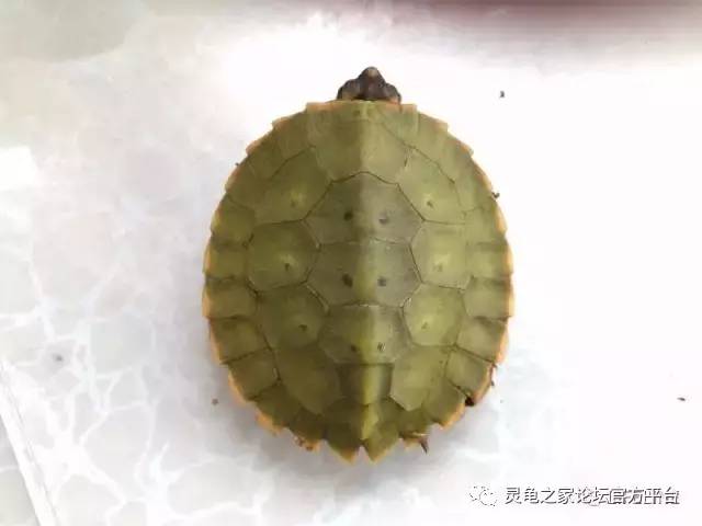 notochelys platynota 马来果龟苗饲养小结