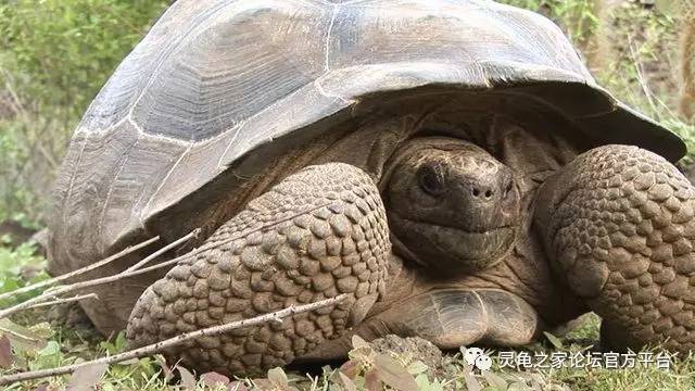 1,亚达伯拉象龟 aldabrachelys gigantea