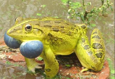 【附录ii·印度牛蛙】这个物种的雄性都"有毒"