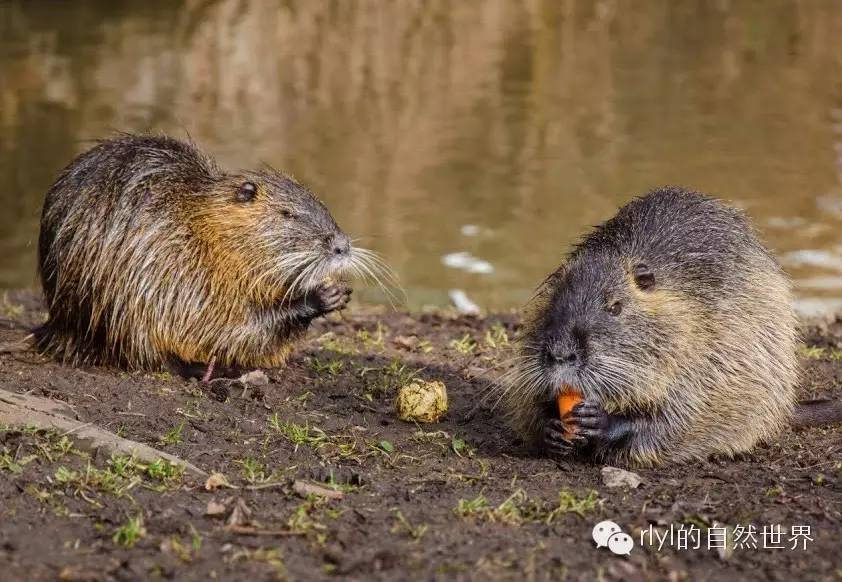 海狸鼠(coypu)