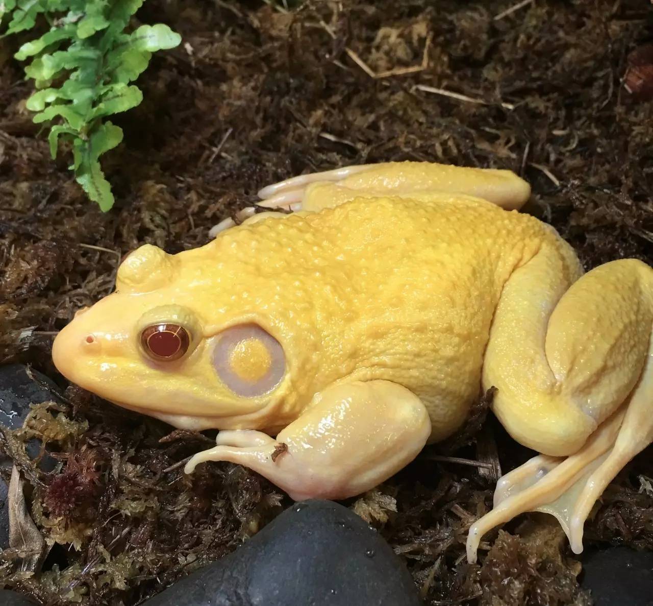 【科普】美国牛蛙在卵中就学会逃避捕食者