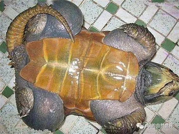龟类「水肿」的几种病因及治疗方案!