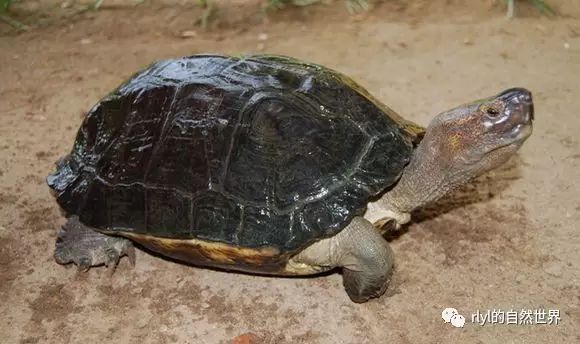 中国几乎灭绝的「鼋」目前在国外的保护现状.
