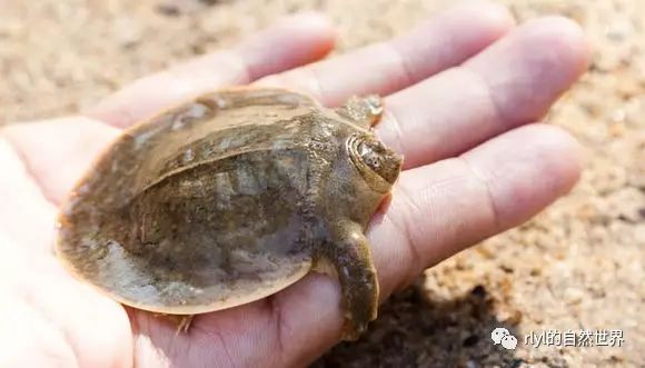 中国几乎灭绝的「鼋」目前在国外的保护现状.