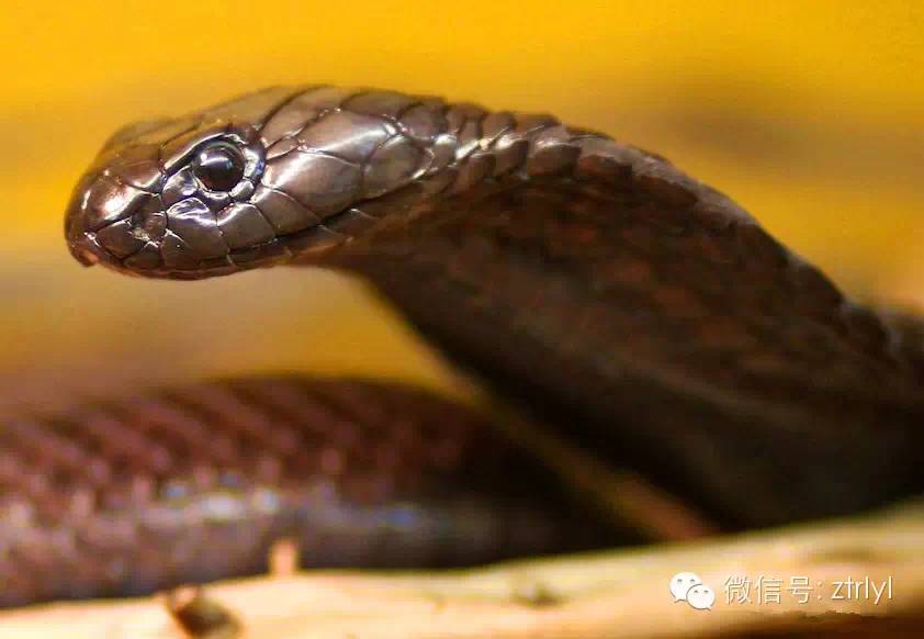 【rlyl物种说】今日--埃及眼镜蛇(egyptian cobra)