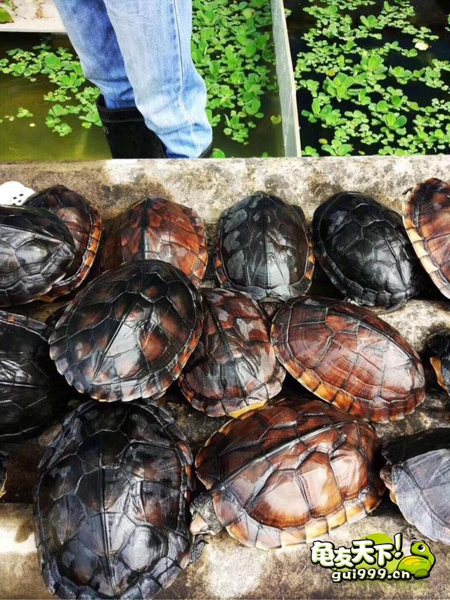 文章详情 自从南种石金钱龟成为龟市投资的风向标,价格像坐过山车时