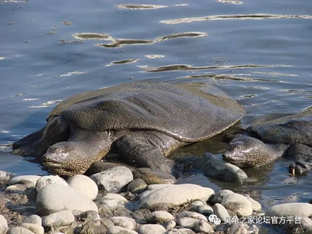 african softshell turtle/nile soft-shelled turtle 学名:trionyx