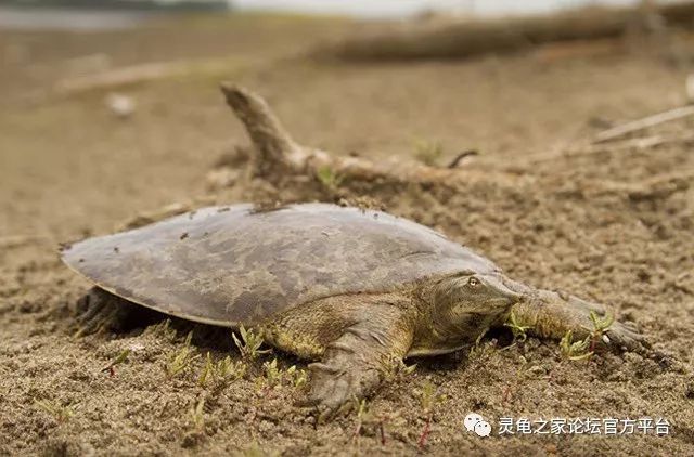 美国鳖 北美体型最小的鳖类