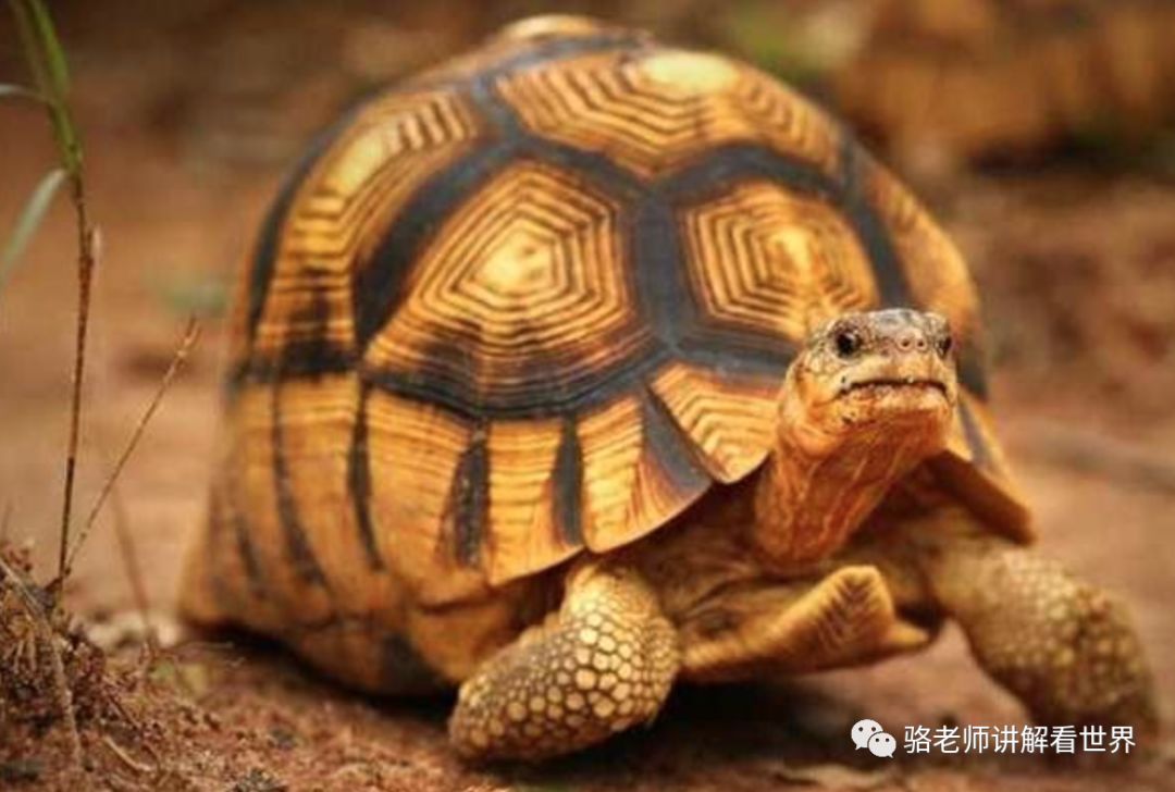 top 9 安哥洛卡象龟  astrochelys yniphora