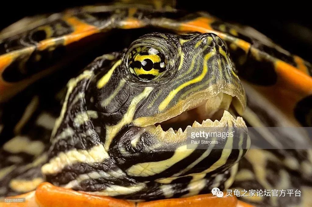 格兰德伪龟下颌喙部有明显的锯齿状突起