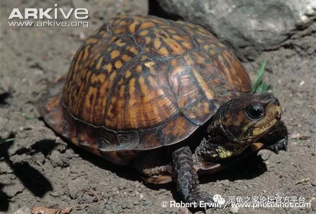 c. triunguis),墨西哥箱龟(t. c. mexicana),犹加敦箱龟(t. c. yucat