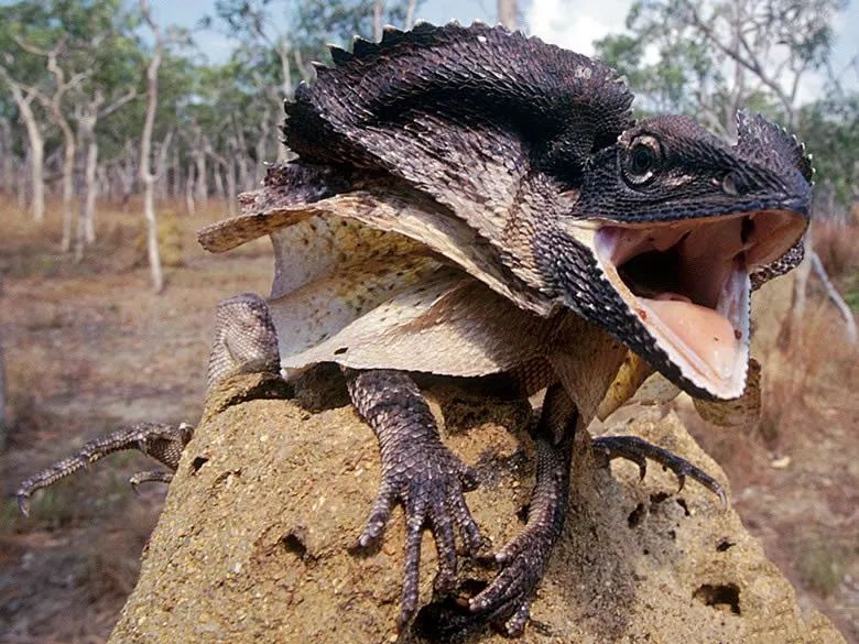 想养一只不保育的帅蜥蜴,澳洲神物伞蜥你不会想错过