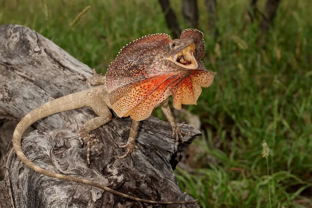 想养一只不保育的帅蜥蜴,澳洲神物伞蜥你不会想错过
