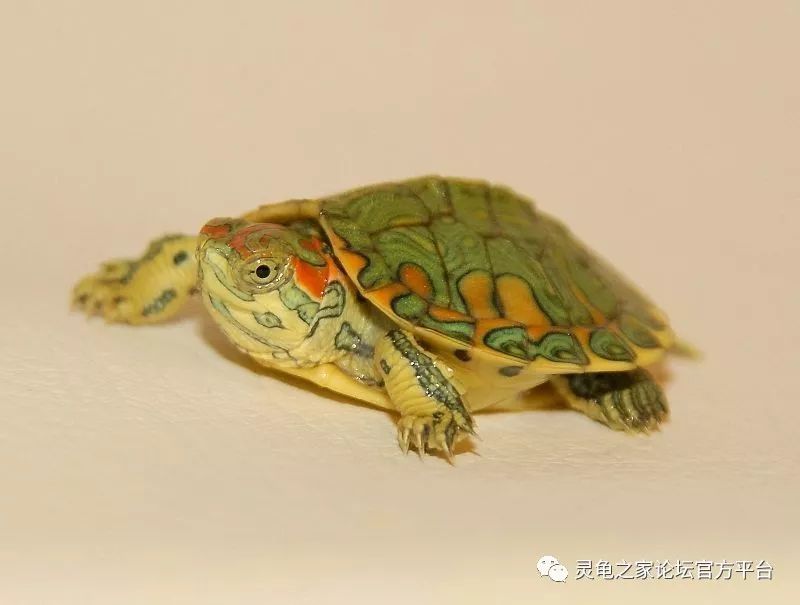 彩龟/滑龟 红耳巴西龟 黄耳巴西龟 坎伯兰彩龟