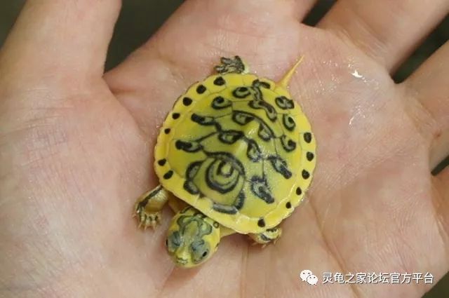 彩龟/滑龟 红耳巴西龟 黄耳巴西龟 坎伯兰彩龟