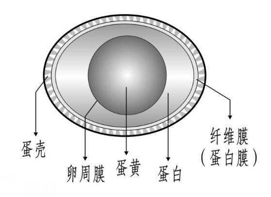 龟蛋与其它蛋不同,从内到外,我们从下面这张图看出以下结构,蛋黄,卵