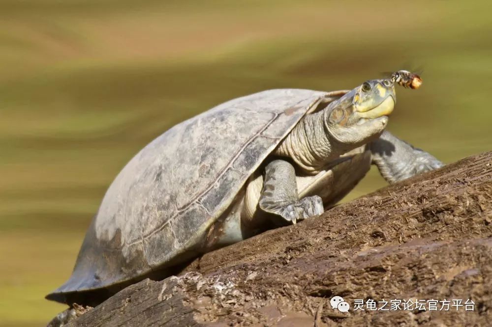 南美侧颈龟属的六大龟类