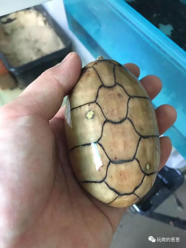 最理想的宠物龟—蛋龟,究竟指的是哪些龟?