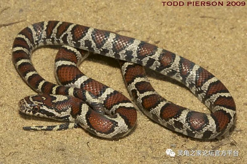 22,东部奶蛇 eastern milk snake lampropeltis triangulum trian