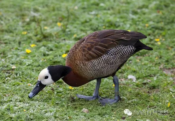 白脸树鸭(white-faced whistling duck)