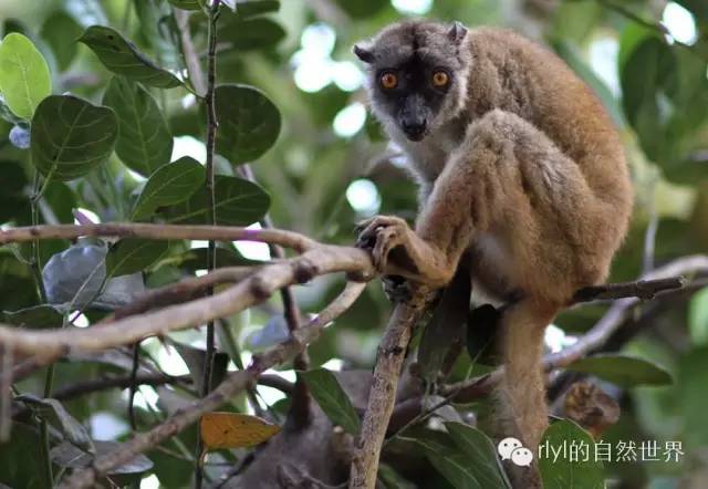 褐狐猴(brown lemur)