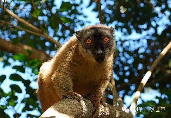 褐狐猴(brown lemur)