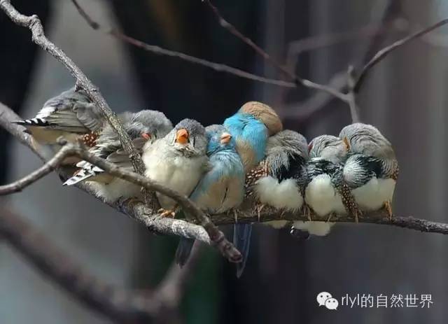 斑胸草雀(zebra finch)和红颊蓝饰雀(cordon bleu)