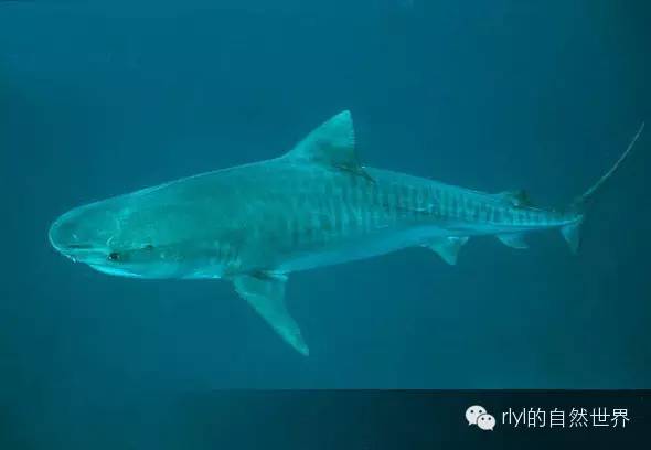 居氏鼬鲨(tiger shark)