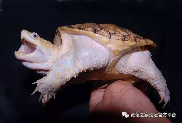 小鳄龟体色之变异