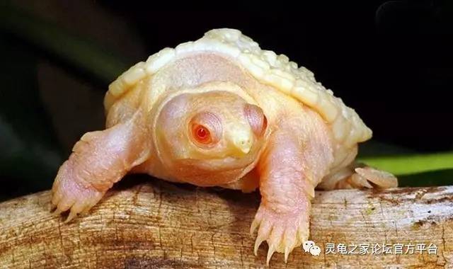 小鳄龟体色之变异