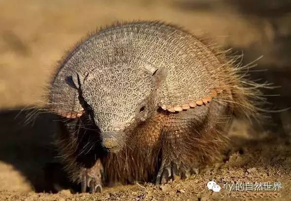 多毛犰狳(andean hairy armadillo)
