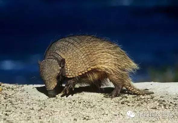 多毛犰狳(andean hairy armadillo)