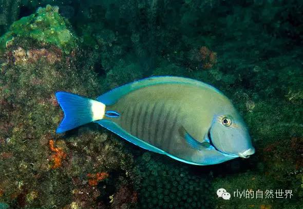 小带刺尾鱼(doctorfish tang)