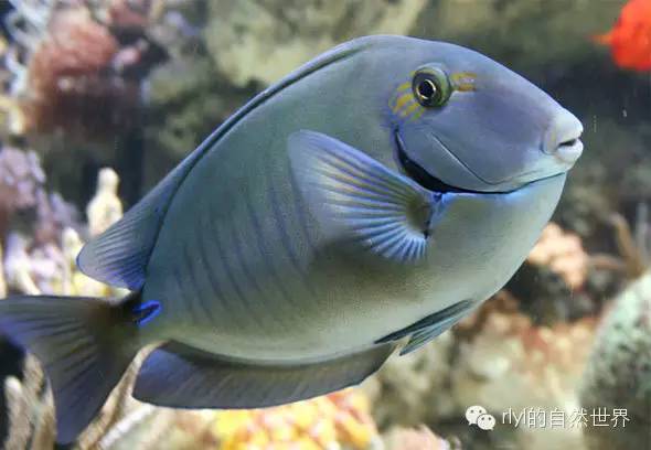 小带刺尾鱼(doctorfish tang)