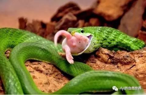 关于蛇的11个误会!