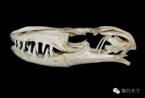 【附录ii·萨氏巨蜥】传说中"最长"的蜥蜴,究竟有多长?