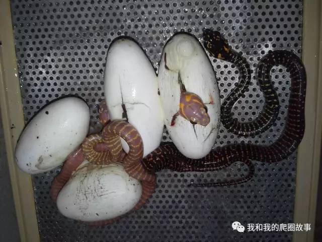 白化苏拉威西黄环林蛇,由国外的一个繁殖家意外得到的变异个体,目前