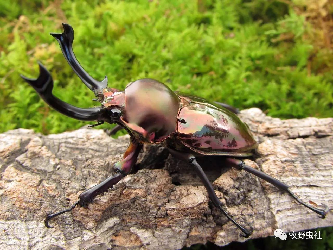 彩虹母虫不怎么会吃幼虫,所以不需要提前拿出母虫. 关于繁殖的木屑.