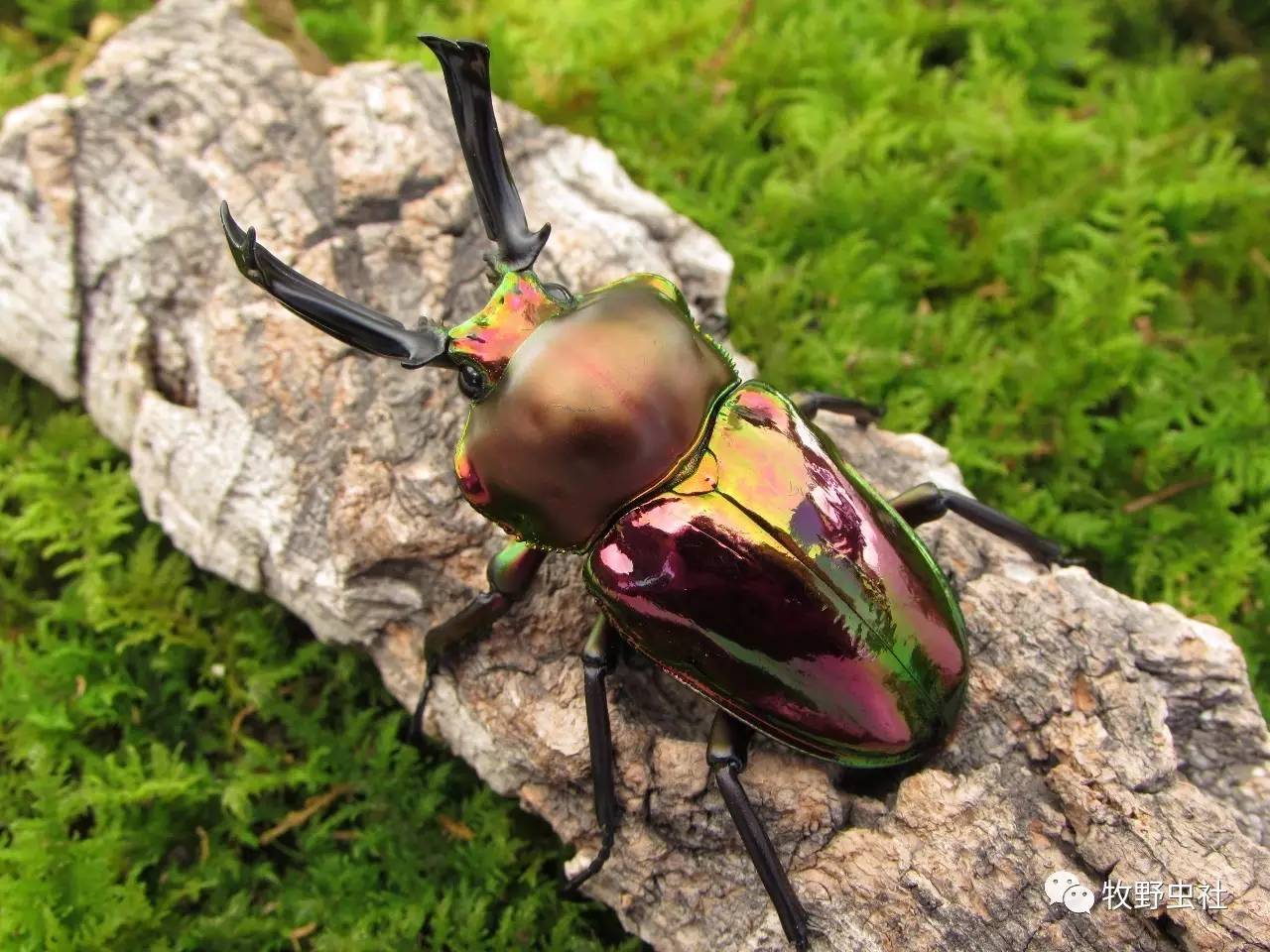 十大最厉害的甲虫图片图片