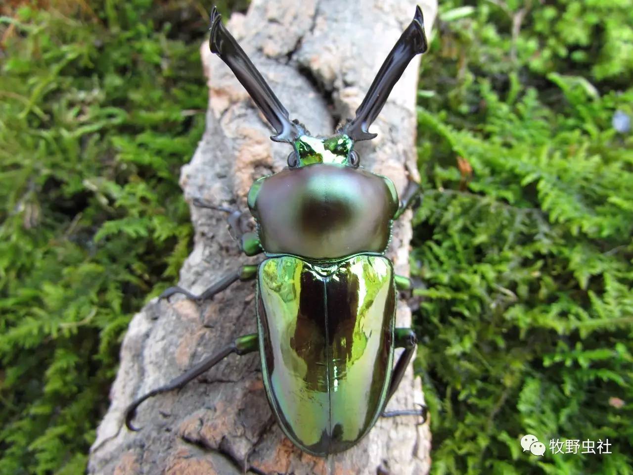 十大珍稀甲虫名贵图片