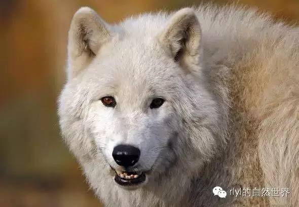 苔原狼(tundra wolf)