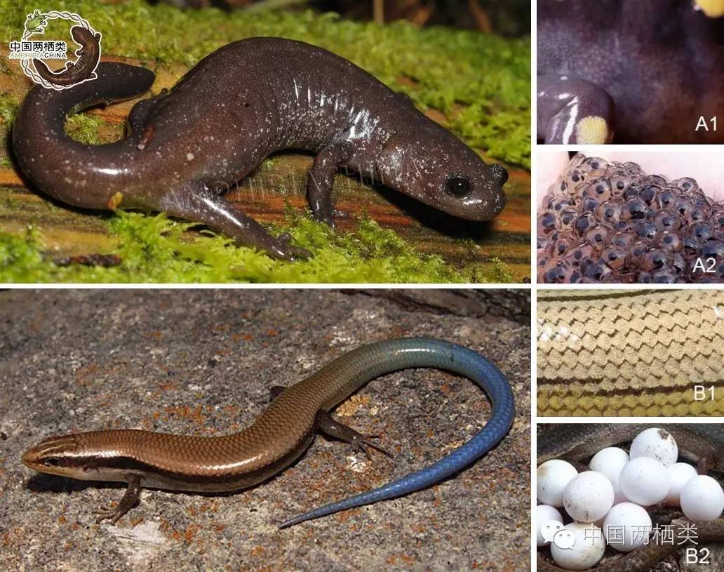 &nbsp;a:蝾螈与 b:四脚蛇(蜥蜴)的区别.