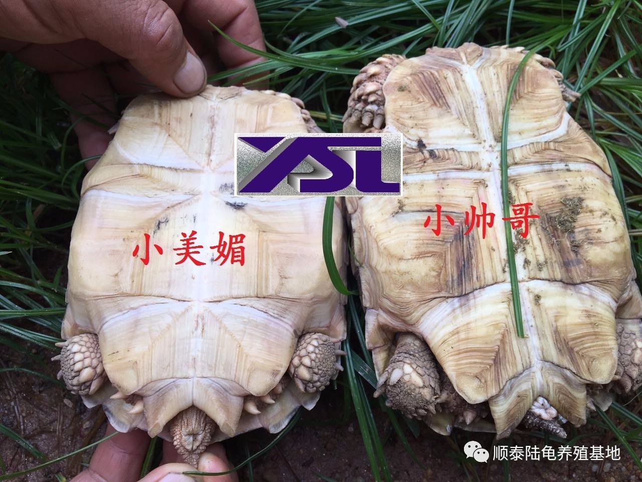 特征一:看尾巴 雄性苏卡达的尾巴粗长,泄殖腔离腹甲末端较远;而雌性