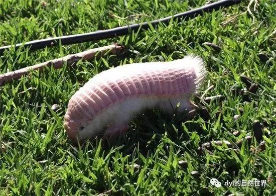 倭犰狳(lesser fairy armadillo)