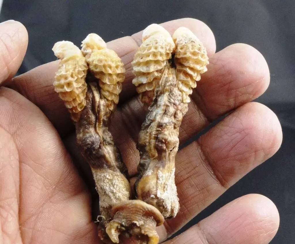 文章详情            蜥蜴的半阴茎就在泄殖腔后,随时与蜥蜴的排泄物