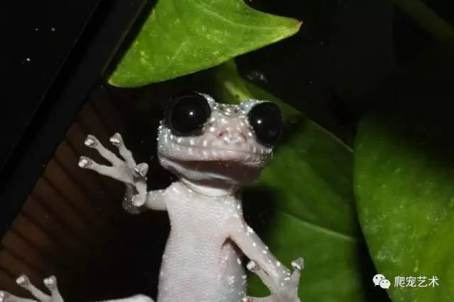 的地方,很多人第一时间没仔细看清楚的话 都会把黑框认为是星点守宫