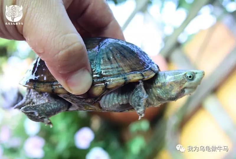 文章详情头线较淡,壳生长纹较明显 密西西比麝香成体龟的公母分辨比较