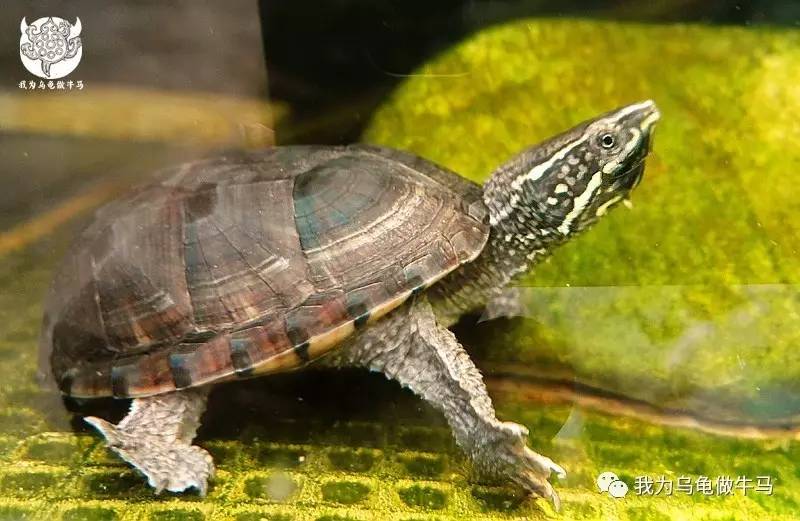 白眉少侠~密西西比麝香龟